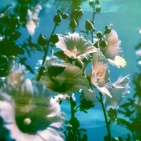 Вінілова платівка LP2 Lana Del Rey: Did You Know That