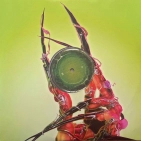 LP Lady Gaga: Dawn Of Chromatica - Clear Vinyl