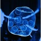 Розчин для неонового шоу мильних бульбашок GIG BUBBLES PRO 5 л.